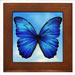 Blue Morpho mugs framed prints and other gifts
